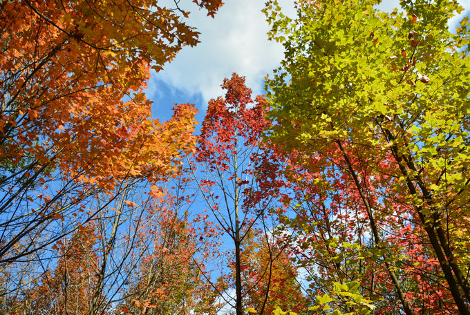 昆明周邊3日游：親子農(nóng)耕勞動，植物世界探秘，繪畫美麗家園！