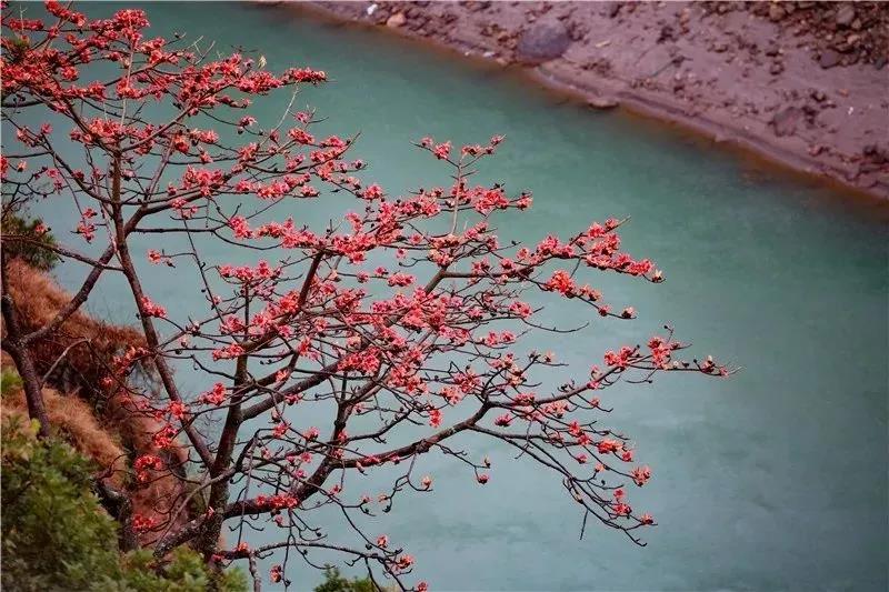 春到怒江，木棉斗艷，鳥兒、松鼠一起把春鬧……