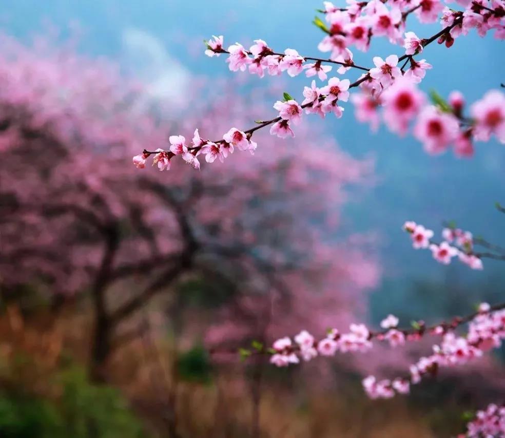 三月來怒江，你不能錯(cuò)過的丙中洛！